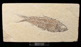 Bargain Knightia Fossil Fish - Wyoming #16479-1